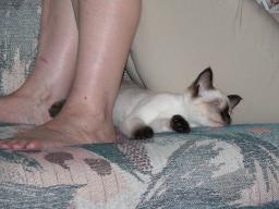 kittens - 071007 39